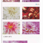 2025 Dahlias Forever Stamp Books – 100 Stamps