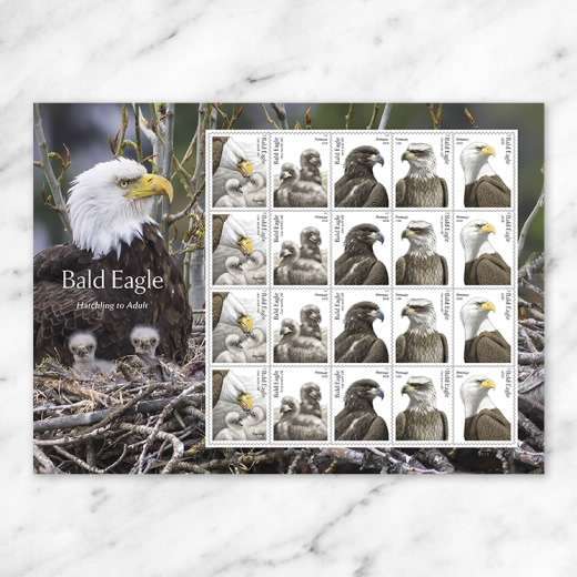 2026 Bald Eagle: Hatchling to Adult Forever Stamps – 100 Stamps